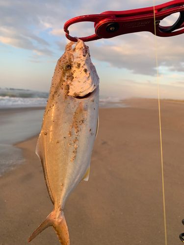 ショゴの釣果