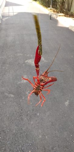 アメリカザリガニの釣果
