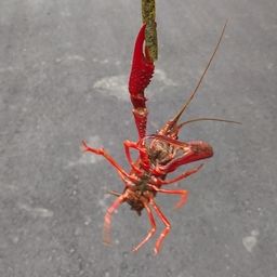 アメリカザリガニ