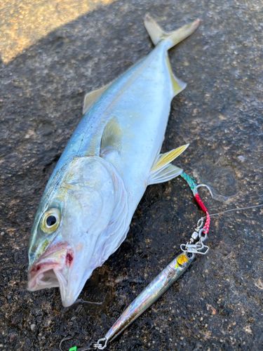 コゾクラの釣果