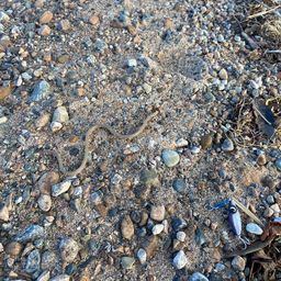 ダイナンウミヘビ