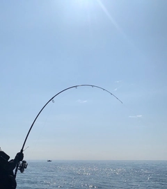 エイの釣果