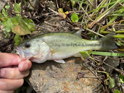 ラージマウスバスの釣果