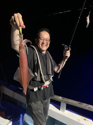 ケンサキイカの釣果