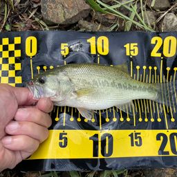 ラージマウスバス