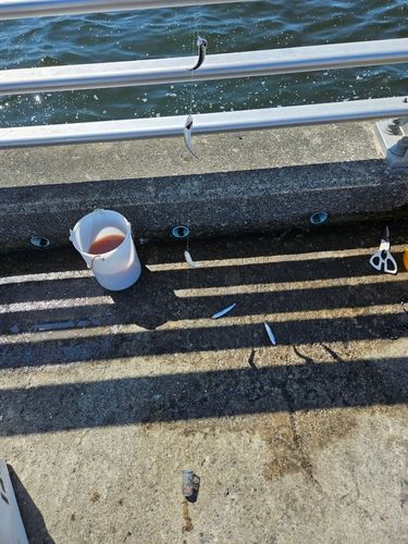 カタクチイワシの釣果