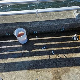 カタクチイワシ