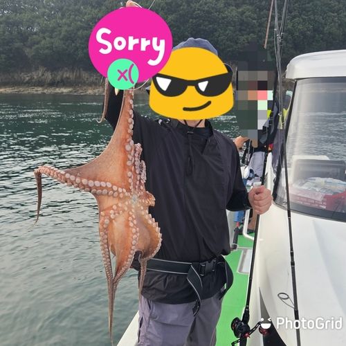 マダコの釣果