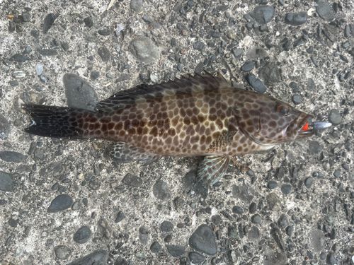 オオモンハタの釣果