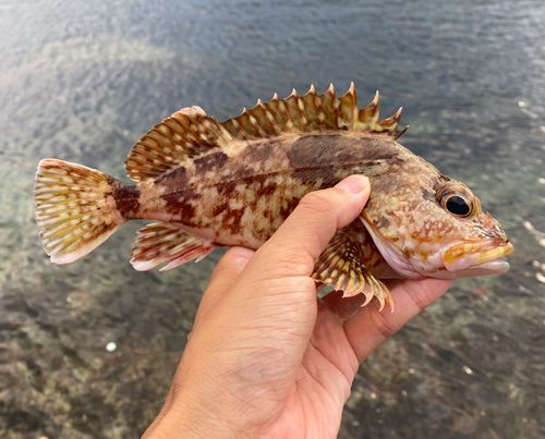 カサゴの釣果