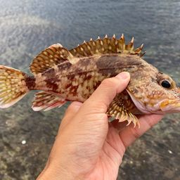 カサゴ
