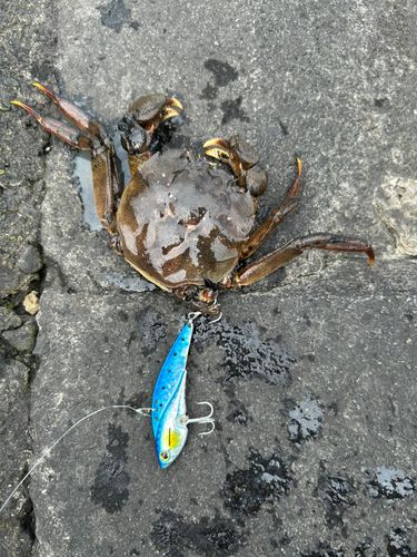 カニの釣果