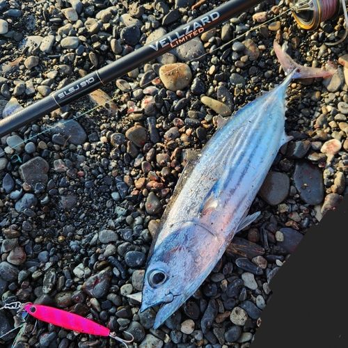 カツオの釣果