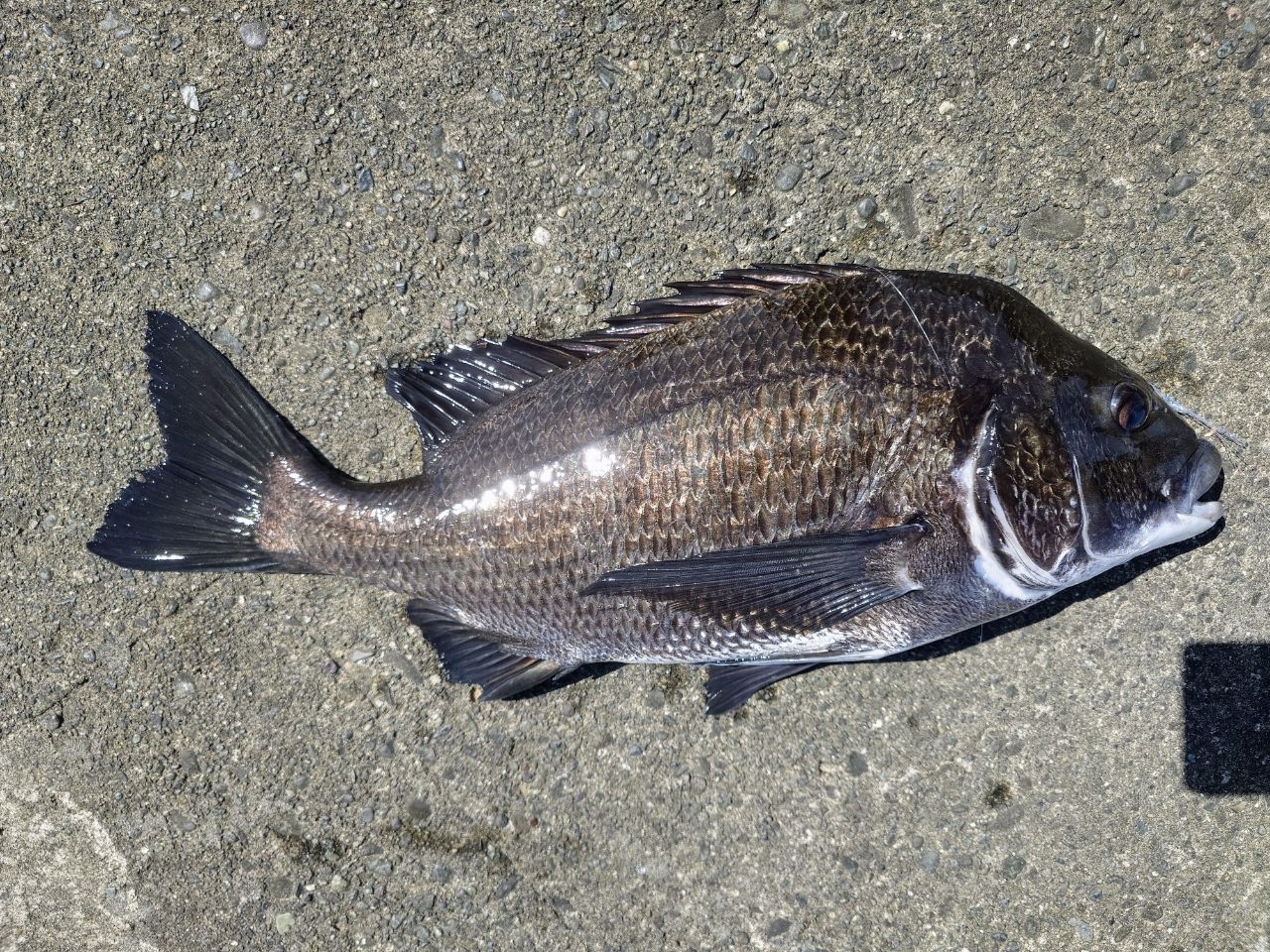 がまかつ ラグゼ 宵姫 華弐 S69UL-solid 未使用 LUXXE (再入荷予約・送料無料)がまかつ/ラグゼ 宵姫 華 弐(2