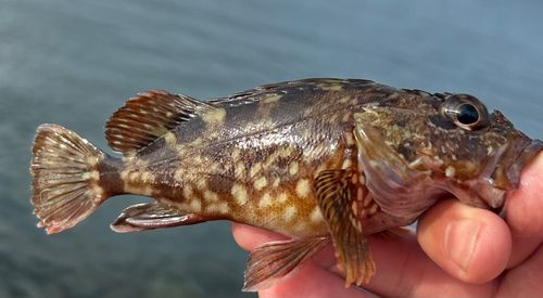 ワタリガニの釣果