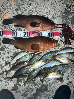 アコウの釣果