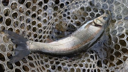 ウグイの釣果