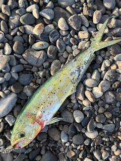 シイラの釣果