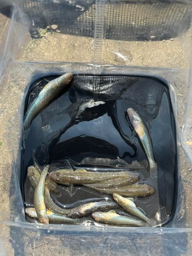 マハゼの釣果