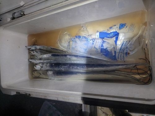 タチウオの釣果