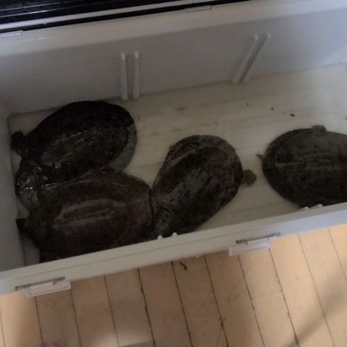 釣果