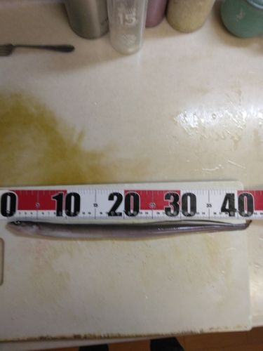 マアナゴの釣果