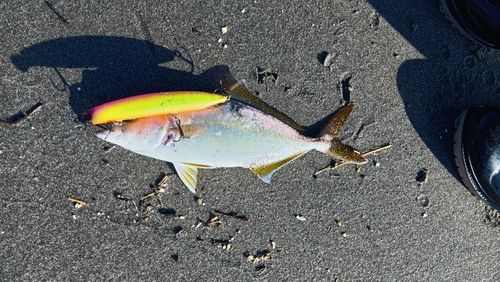 ショゴの釣果