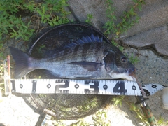 クロダイの釣果