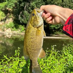 スモールマウスバス