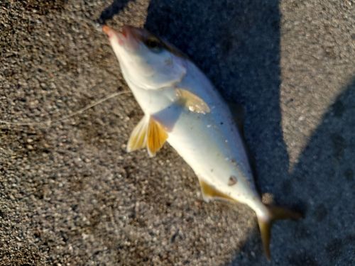 ショゴの釣果