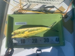 シイラの釣果