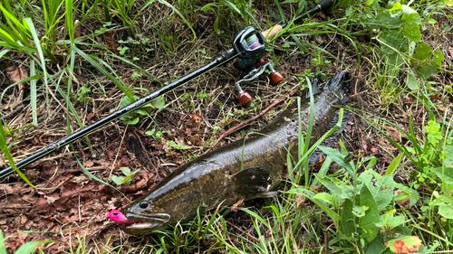 ライギョの釣果