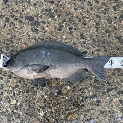 グレの釣果