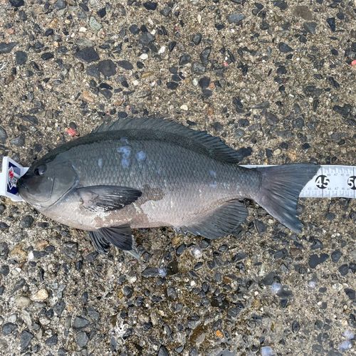 グレの釣果