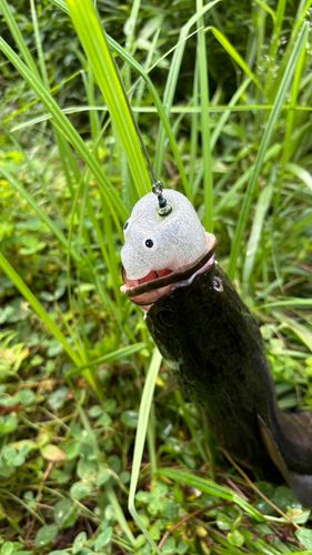 ライギョの釣果