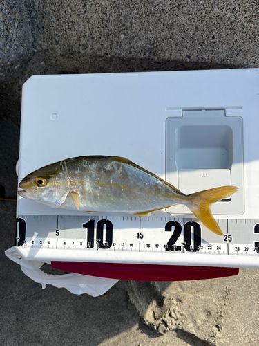 ショゴの釣果