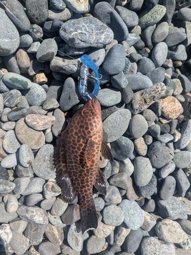 オオモンハタの釣果