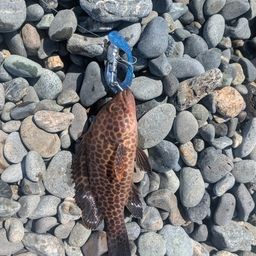 オオモンハタ