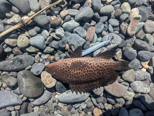 オオモンハタの釣果