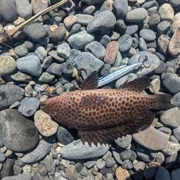 オオモンハタ