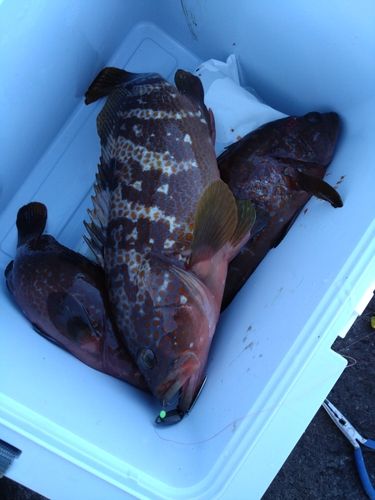 アコウの釣果