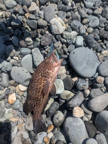 オオモンハタの釣果