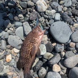 オオモンハタ
