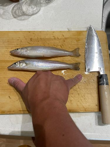 キスの釣果