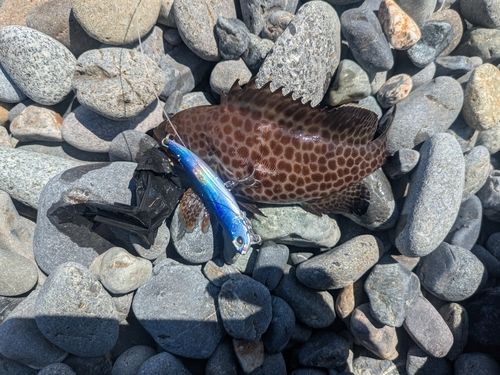 オオモンハタの釣果