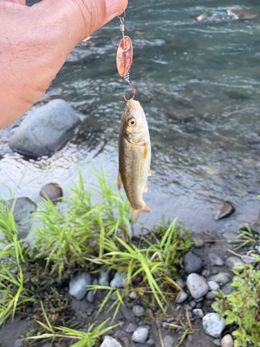 アブラハヤの釣果