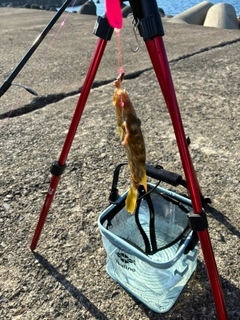 カワハギの釣果