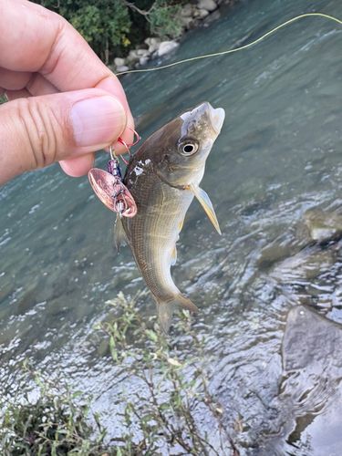 アブラハヤの釣果