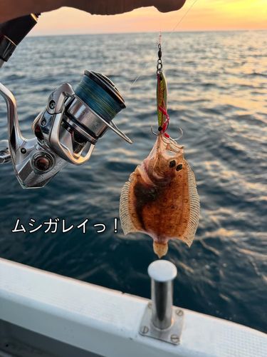 ムシガレイの釣果