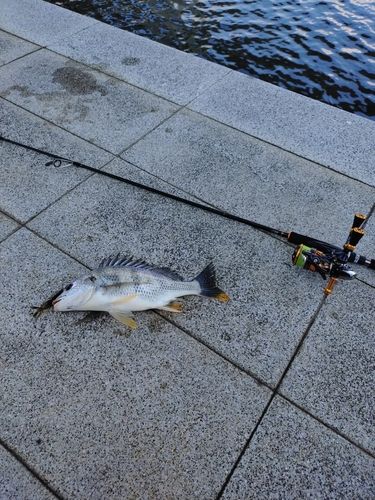 キビレの釣果